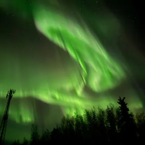 Northern lights above spruce forest near Fairbanks