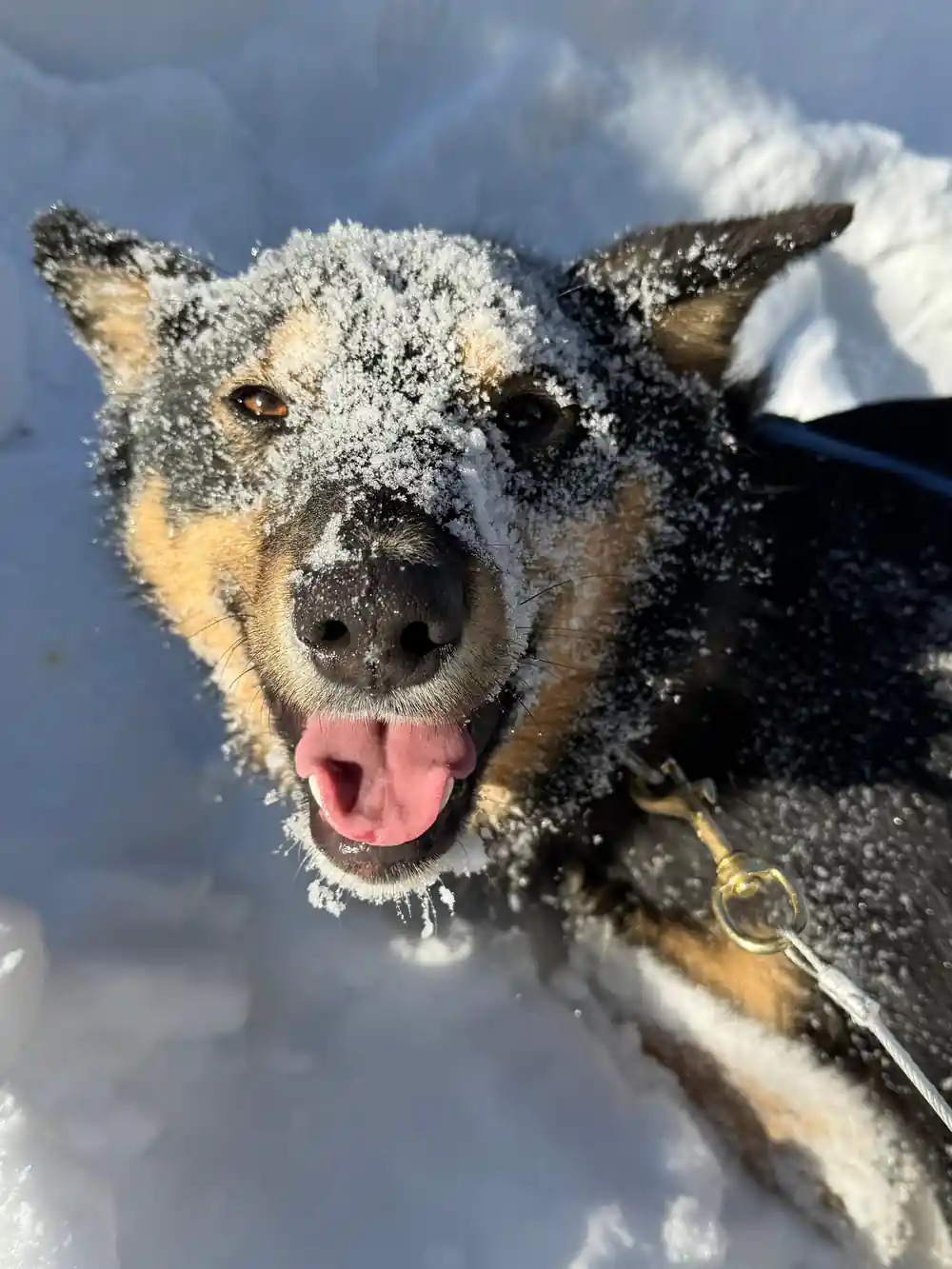 Dog with snow across its face and muzzle, close up
