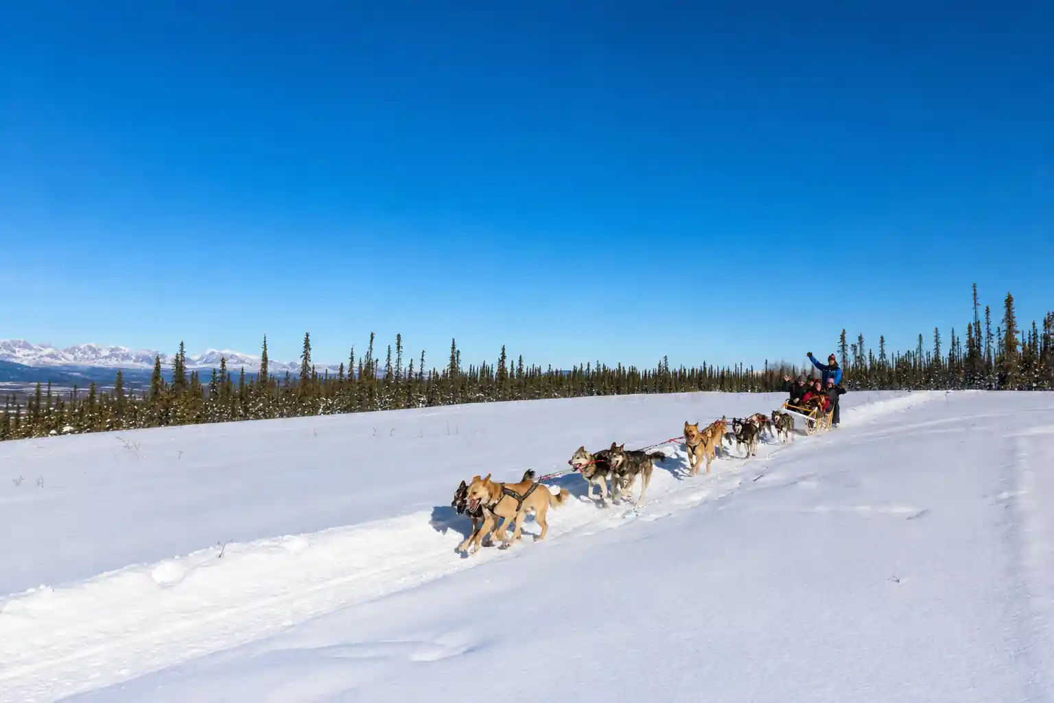 1-Hour Alaskan Winter Dog Sledding Adventure