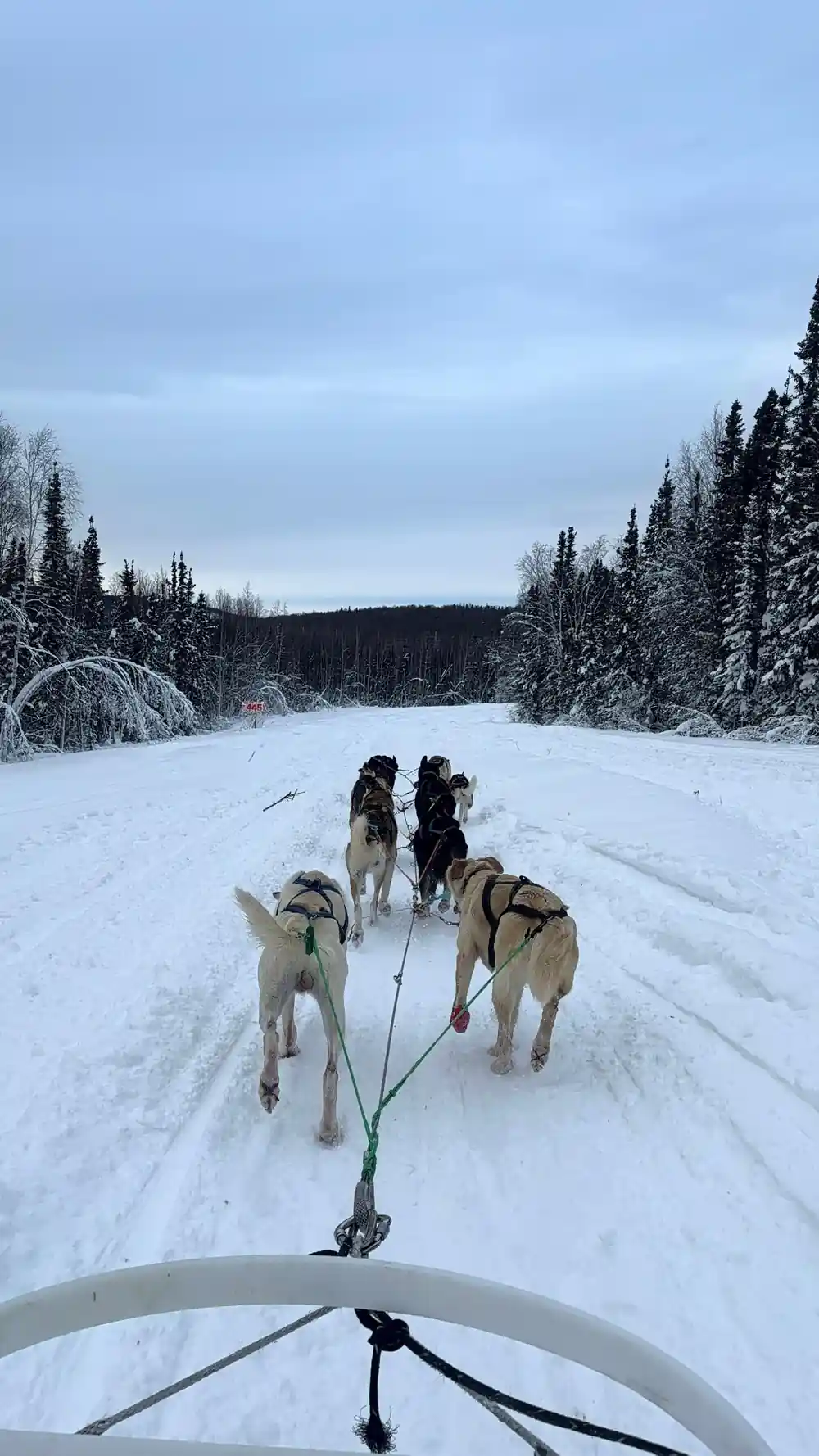 Dogs in harness ahead of the sled on a snow track through forest