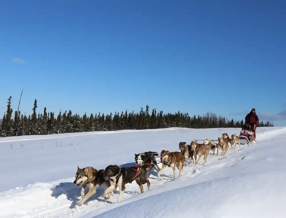 Dogs in harness on a groomed trail, seen from the sled
