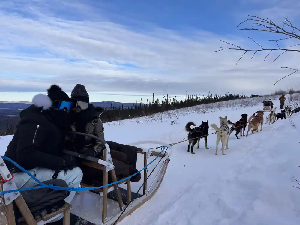 Dogs in harness from the sled with a low sun over the treeline