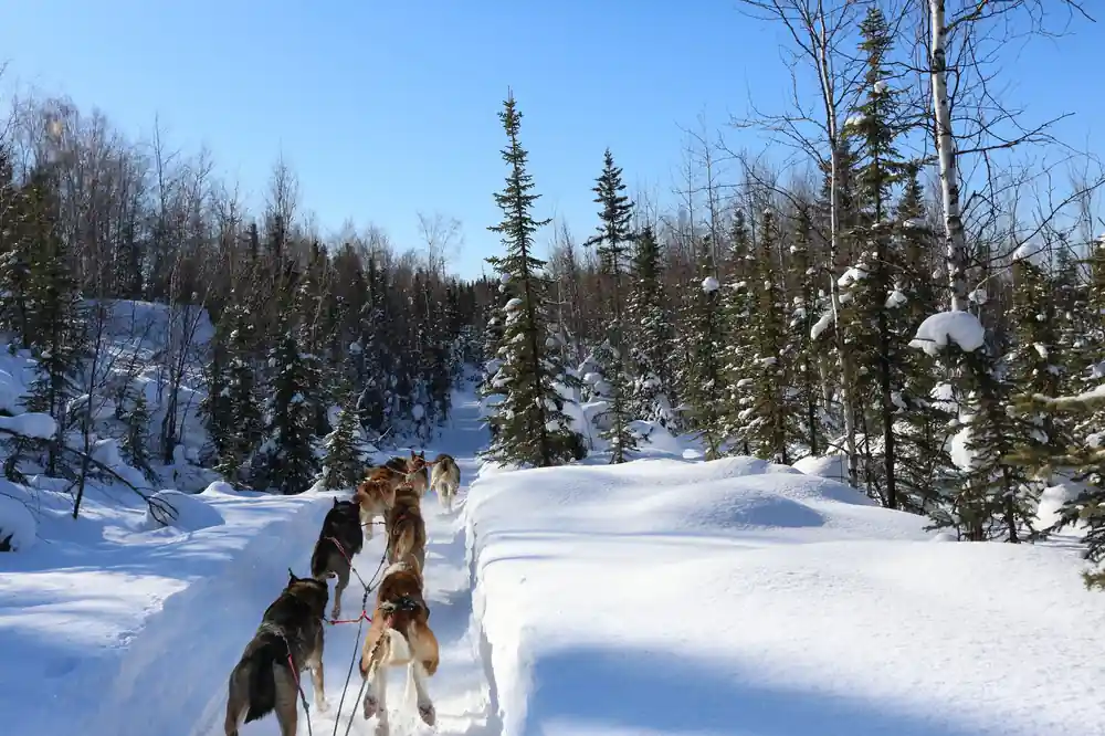Dogs in harness beside a snow bank under tall spruce