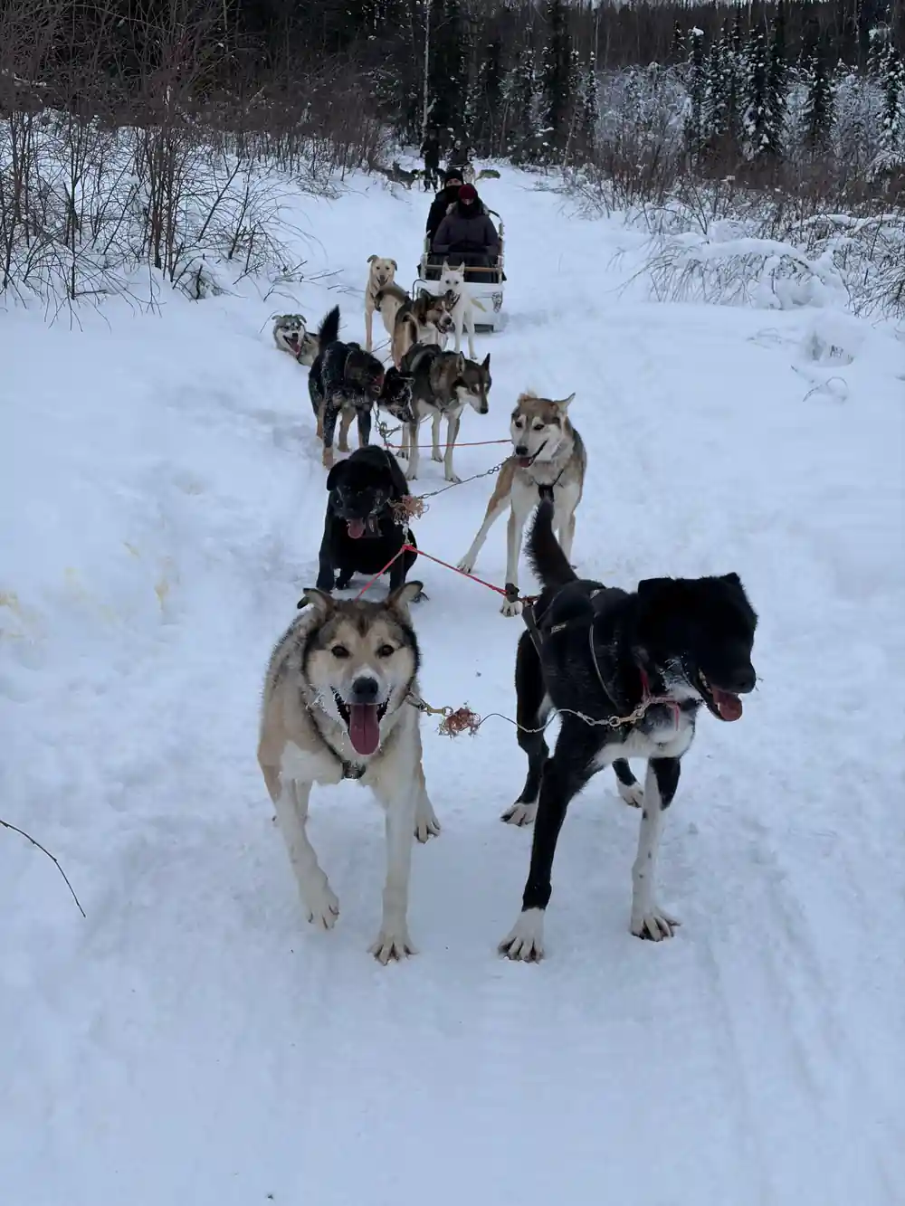 Dogs in harness standing on the trail waiting to run