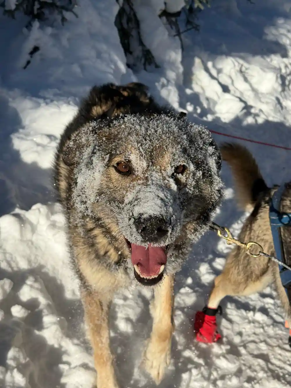 Frost-covered dog with its mouth open, close up on the trail