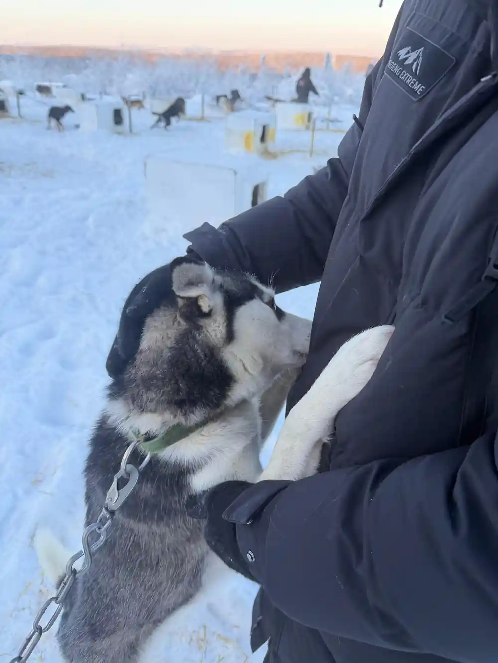 Hand in a mitten holding a husky head, close up