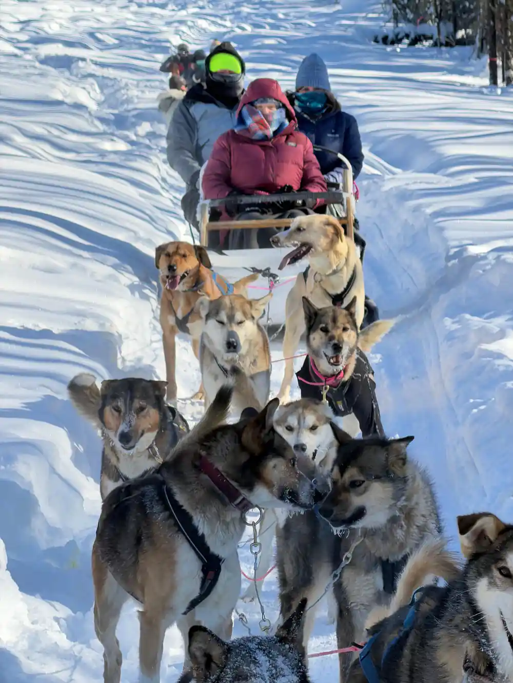 Passengers in a sled behind a full team on packed snow