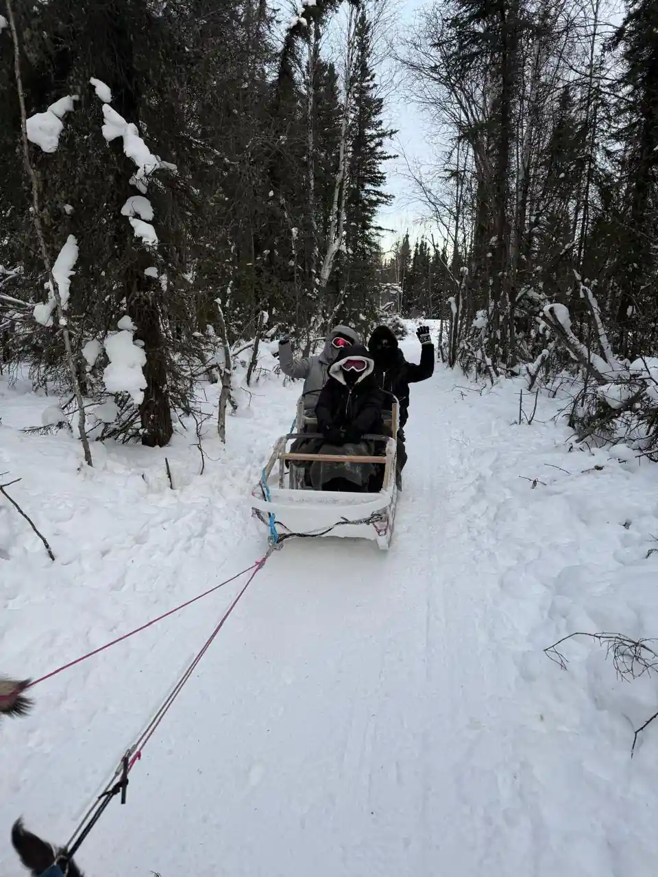 A sled and musher on a narrow forest trail