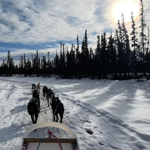 A dog team pulling the sled along a snowy trail