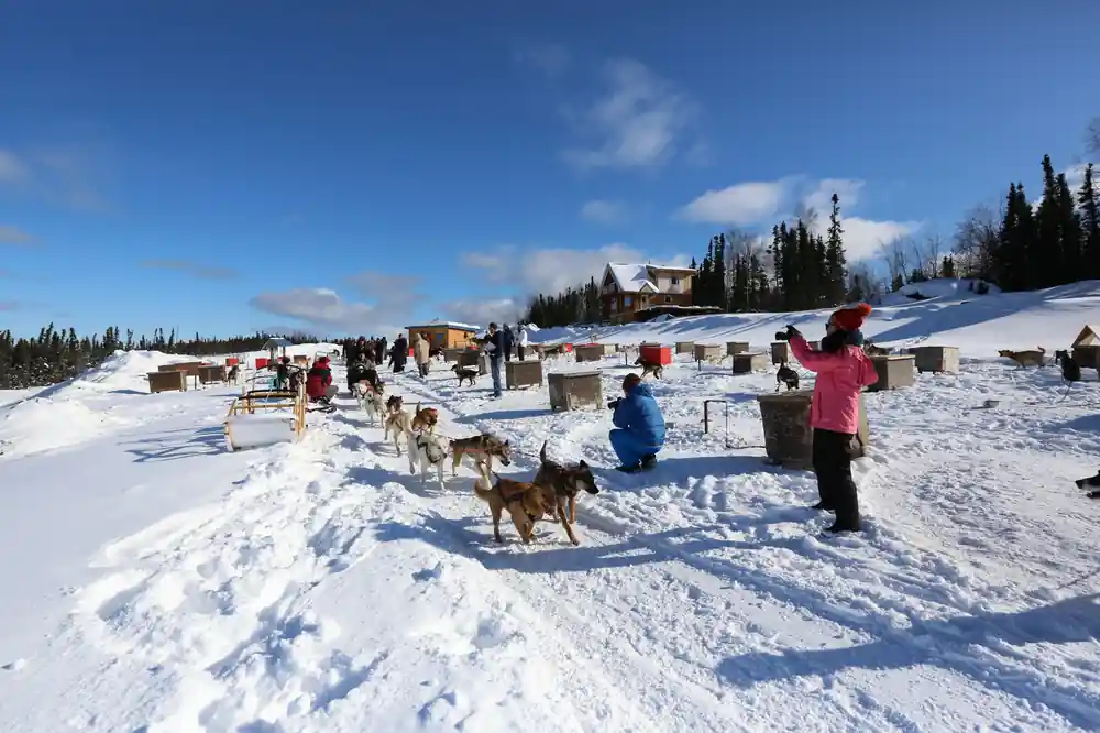 Sleds and teams gathered in the kennel yard with visitors and dog houses