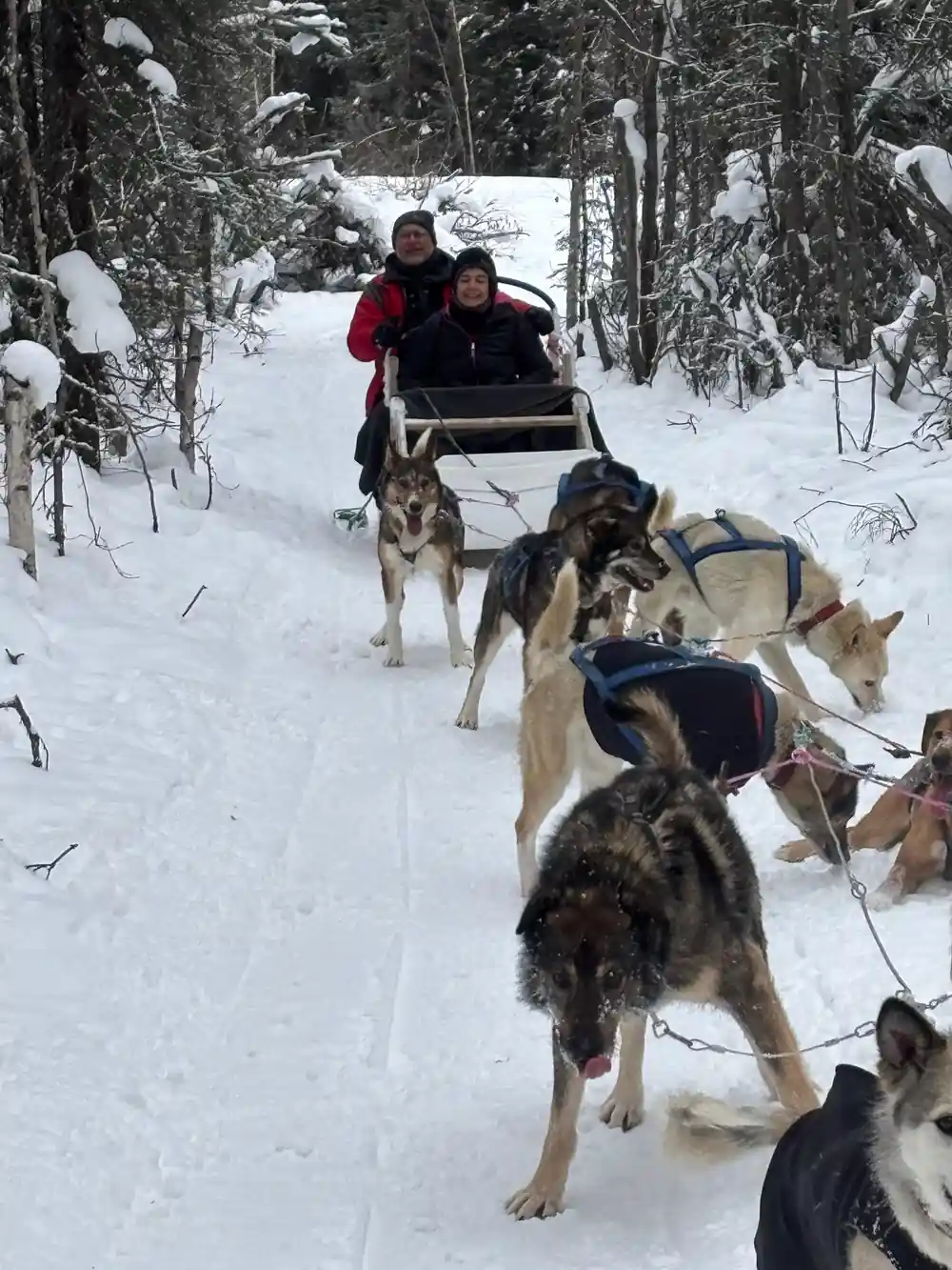 Team pulling a sled with two passengers along a wooded trail
