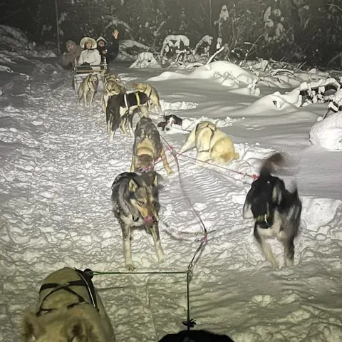 A dog team resting in the snow at night