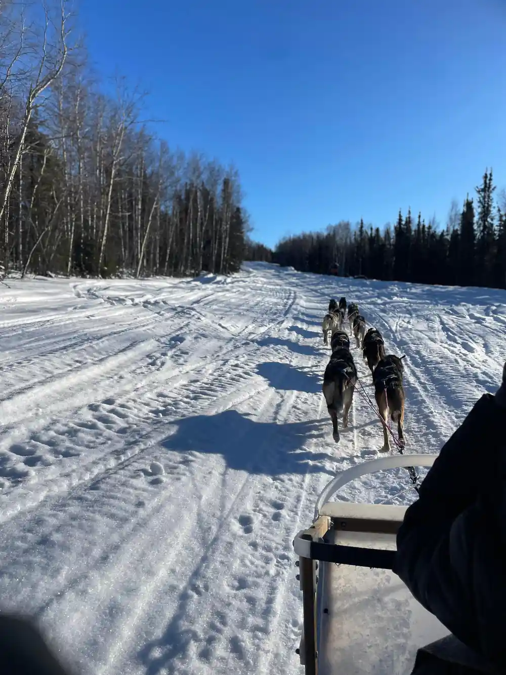 Team running away down a wide snowy trail through birch forest