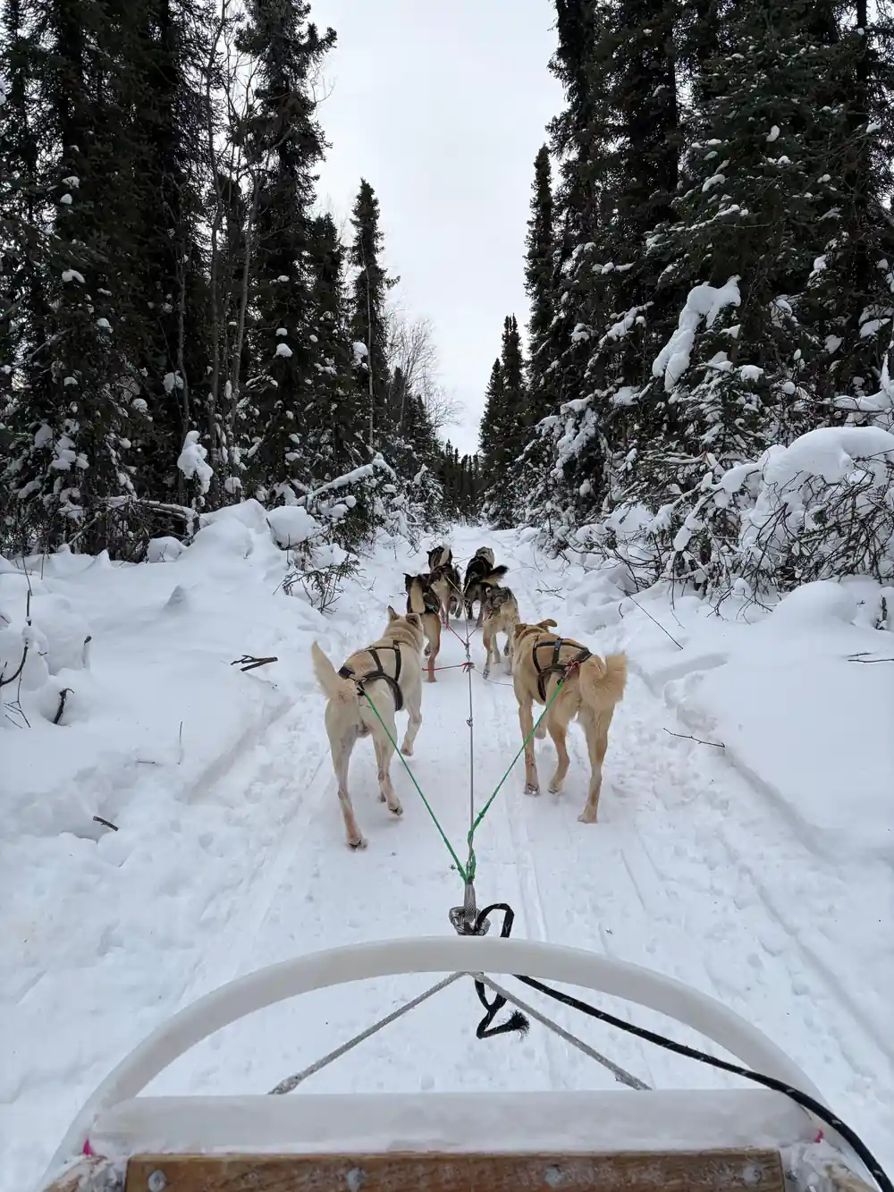 Team running away up a narrow forest trail seen from the sled