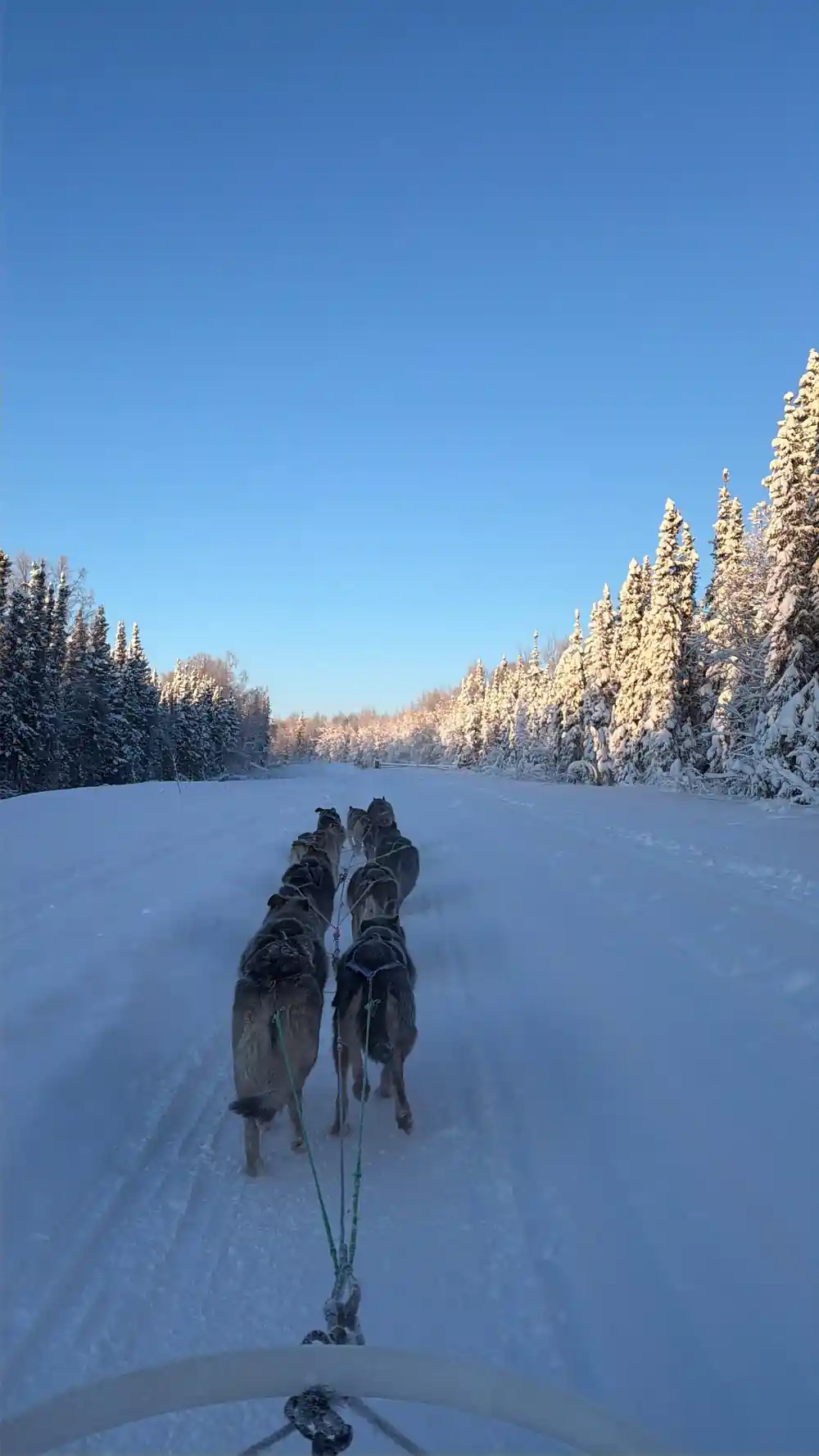 Team running down a trail at sunrise with frosted trees each side