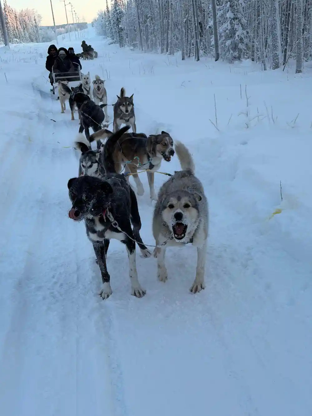A team standing in harness looking at the camera on packed snow