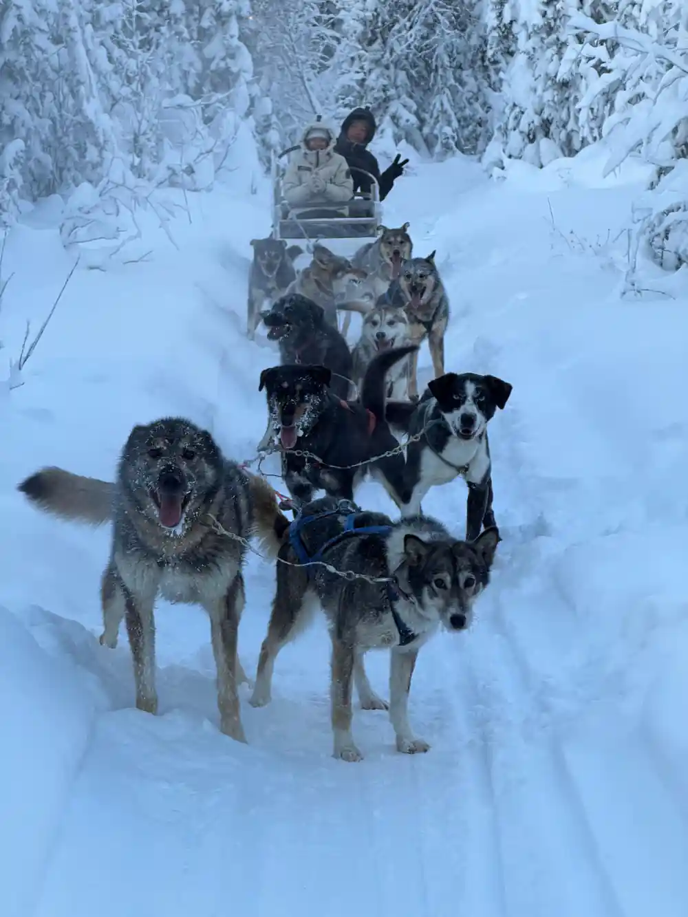 Team stopped on the trail with dogs looking back at the sled