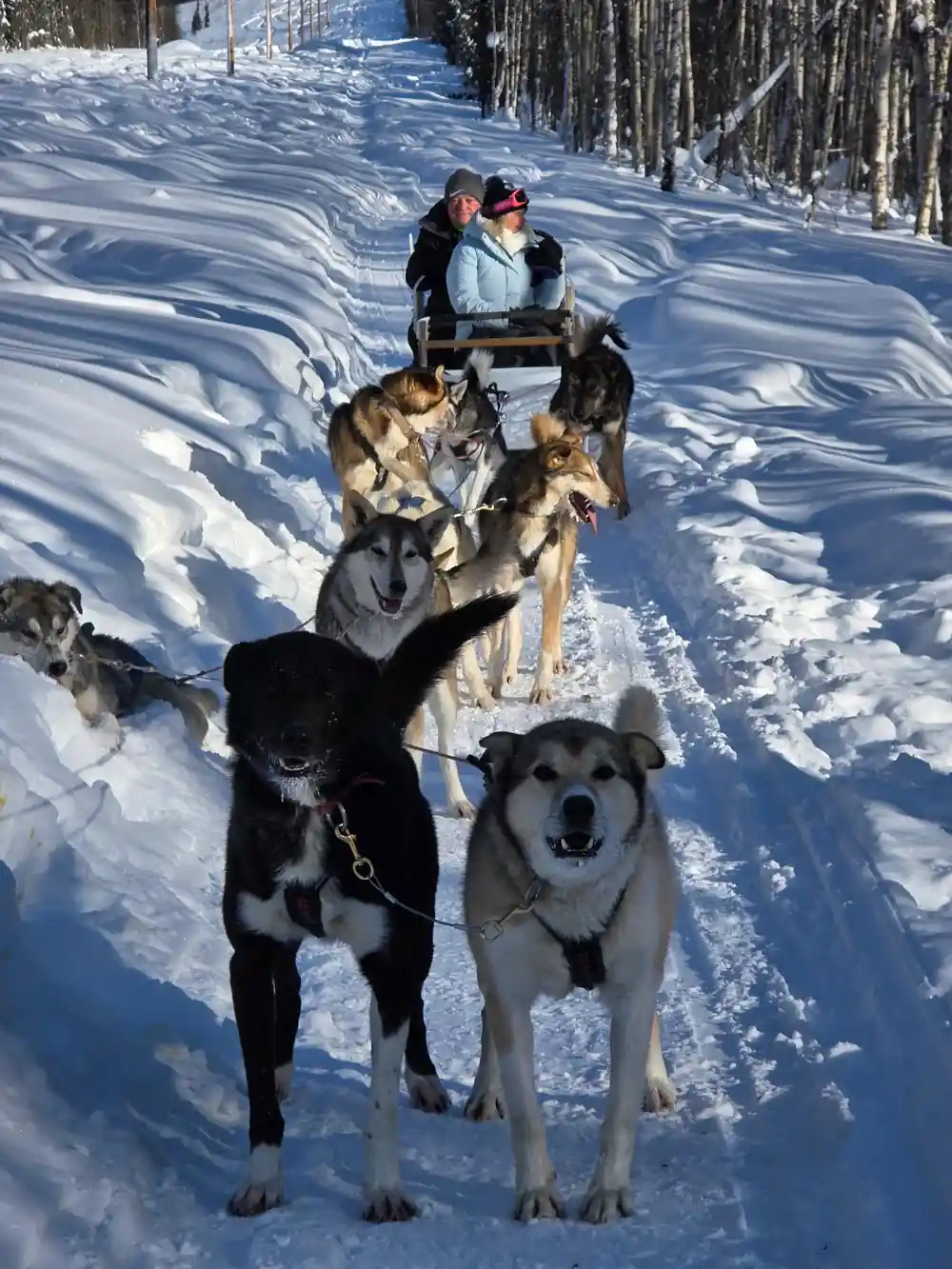 A team walking towards the camera with passengers in the sled behind