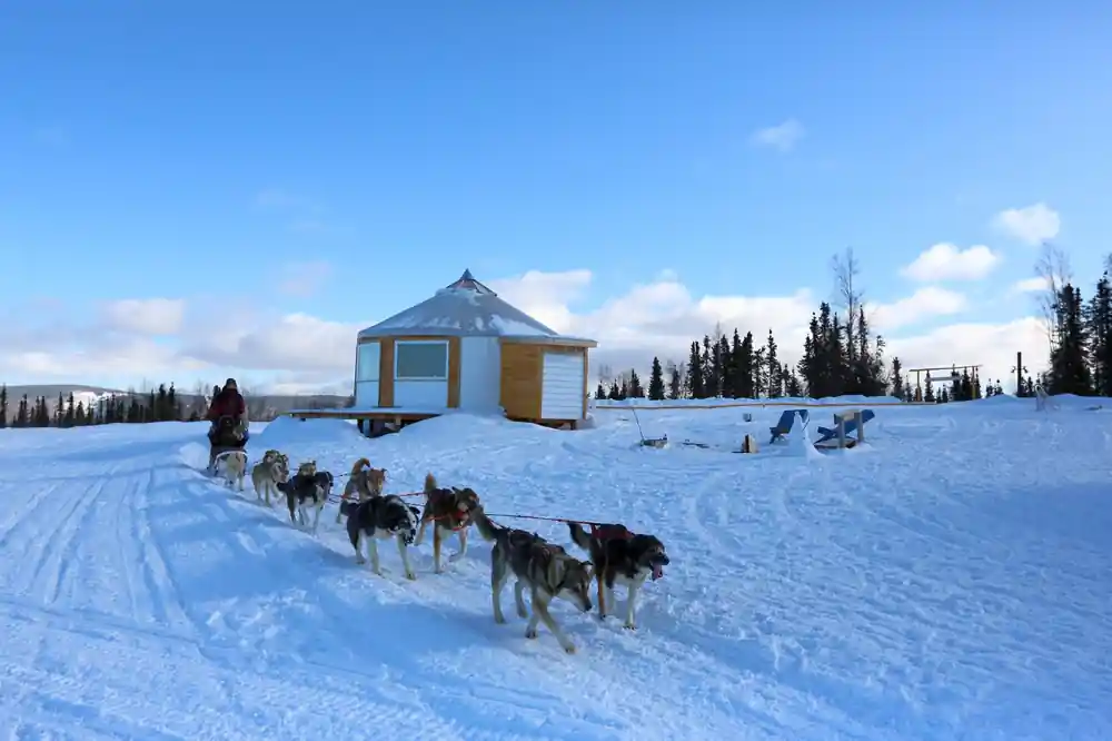 A timber yurt on the snow with the team running past it