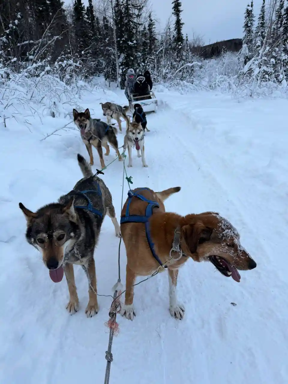 Two dogs in harness on a trail with their tongues out