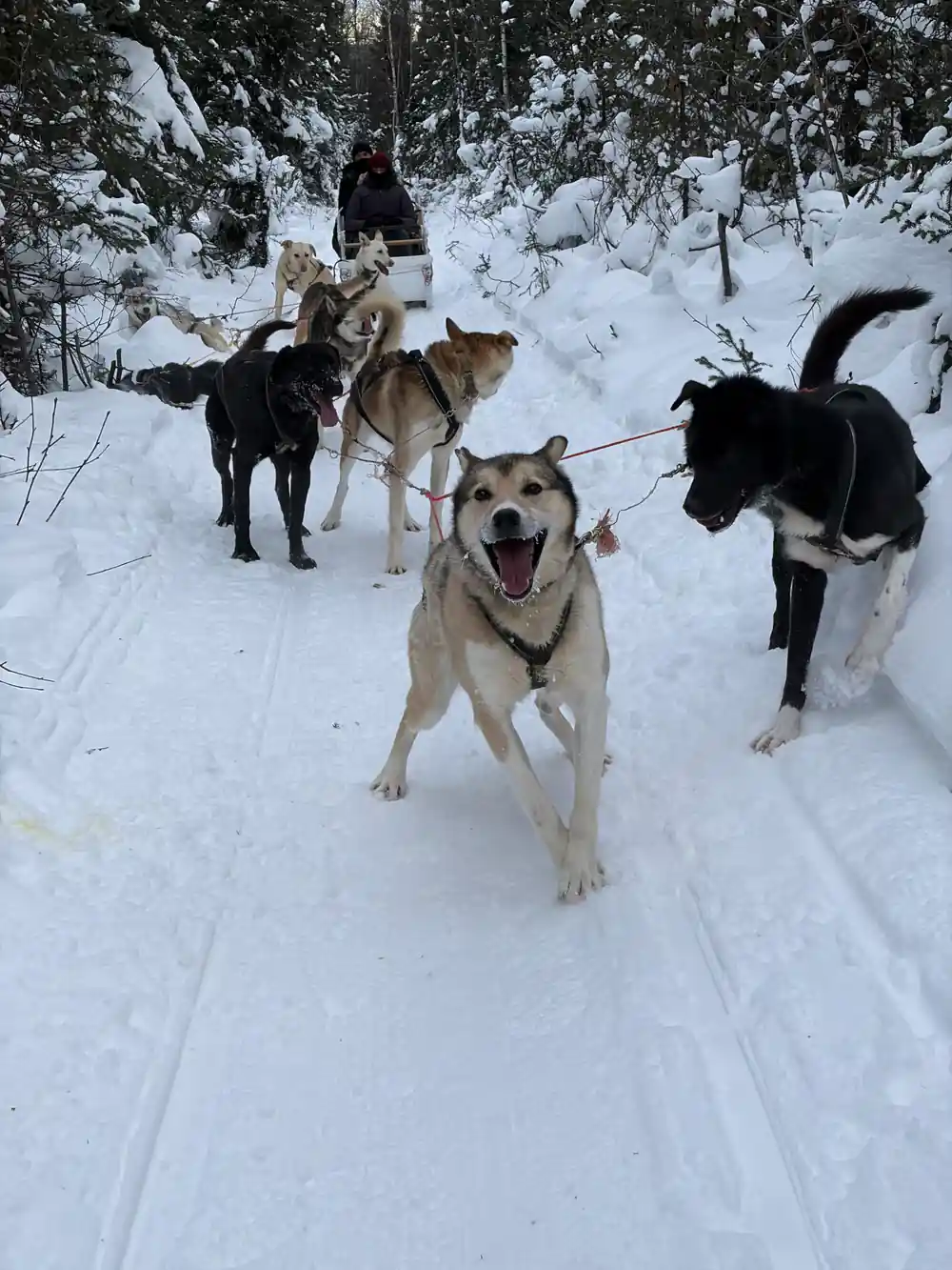 Two dogs in harness walking towards the camera, one barking