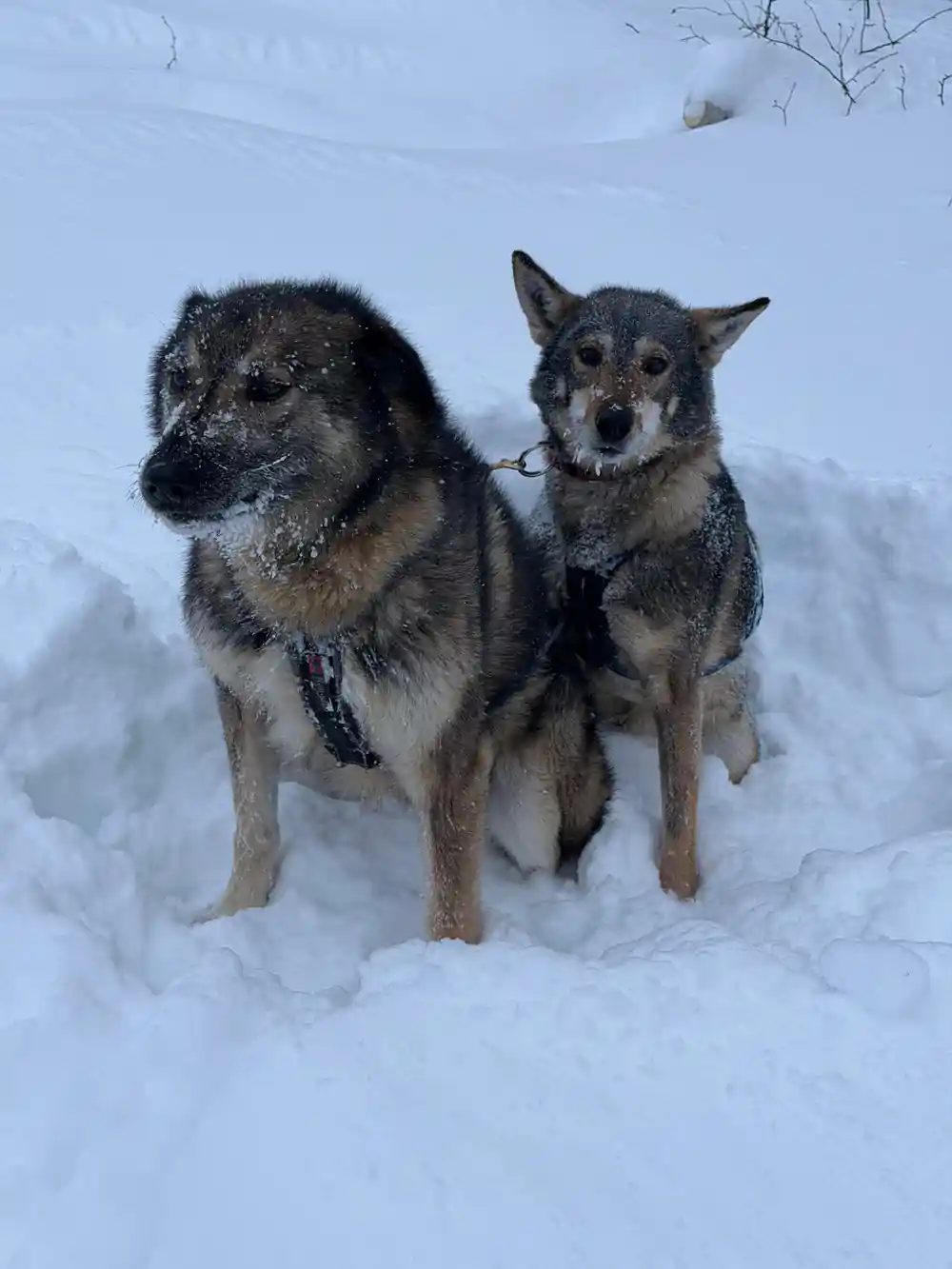 Two dogs sitting together in the snow, close up