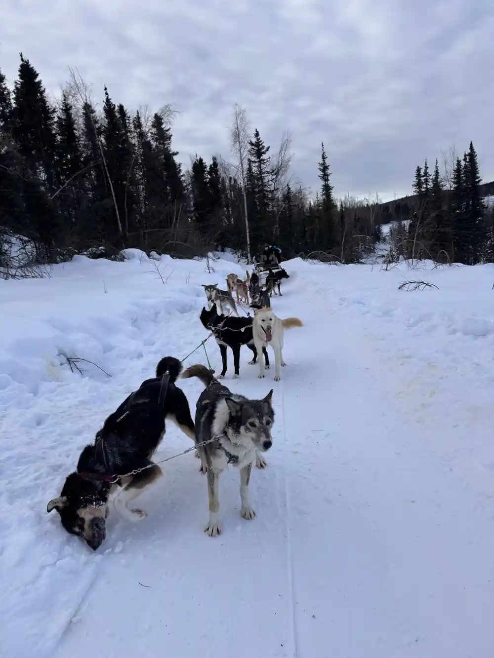 Two dogs standing in harness on a trail with forest behind