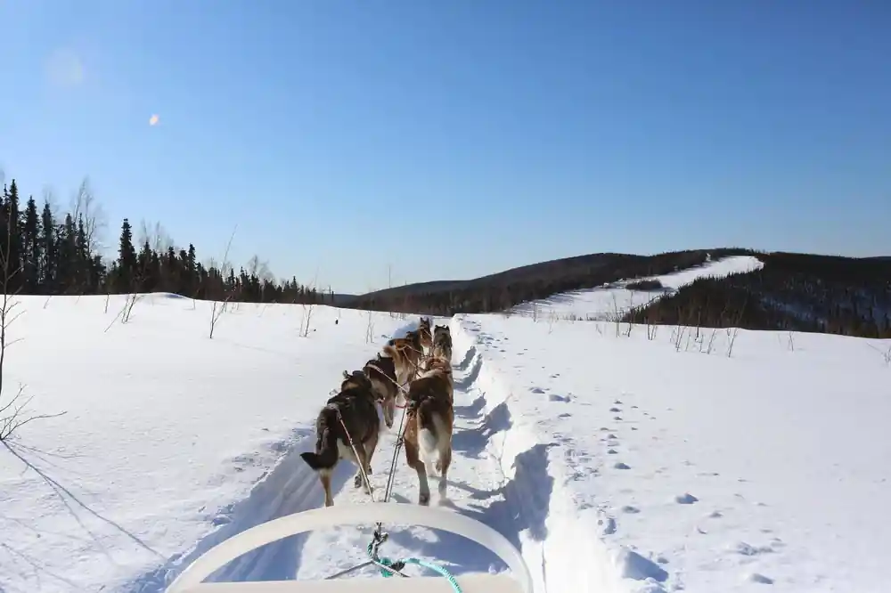 View forward over the sled handlebar to the team on an open trail
