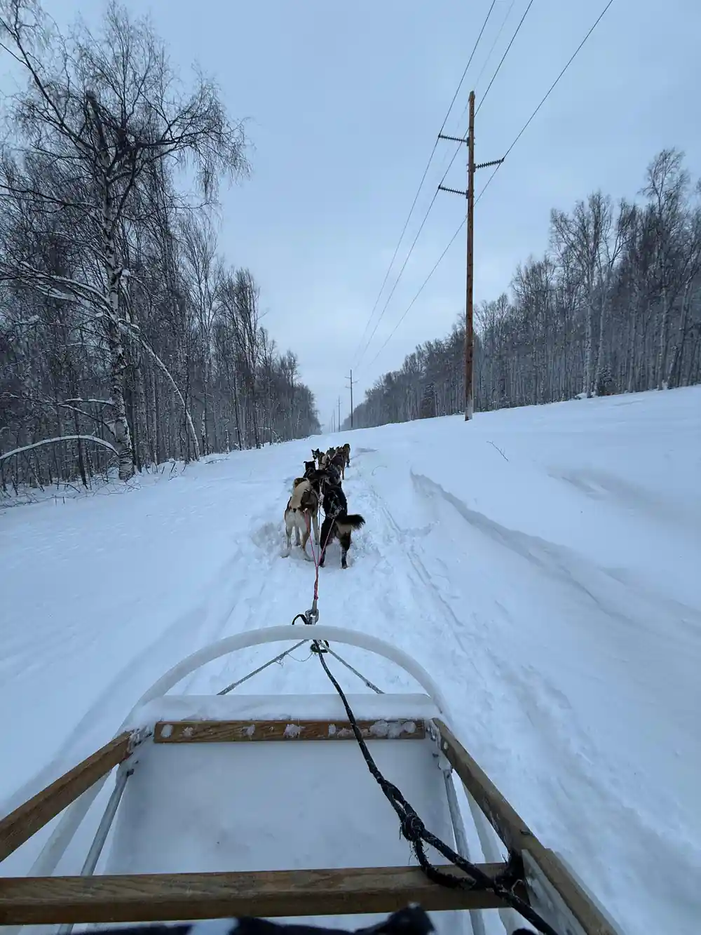 View from the sled along a straight snowy road with power lines