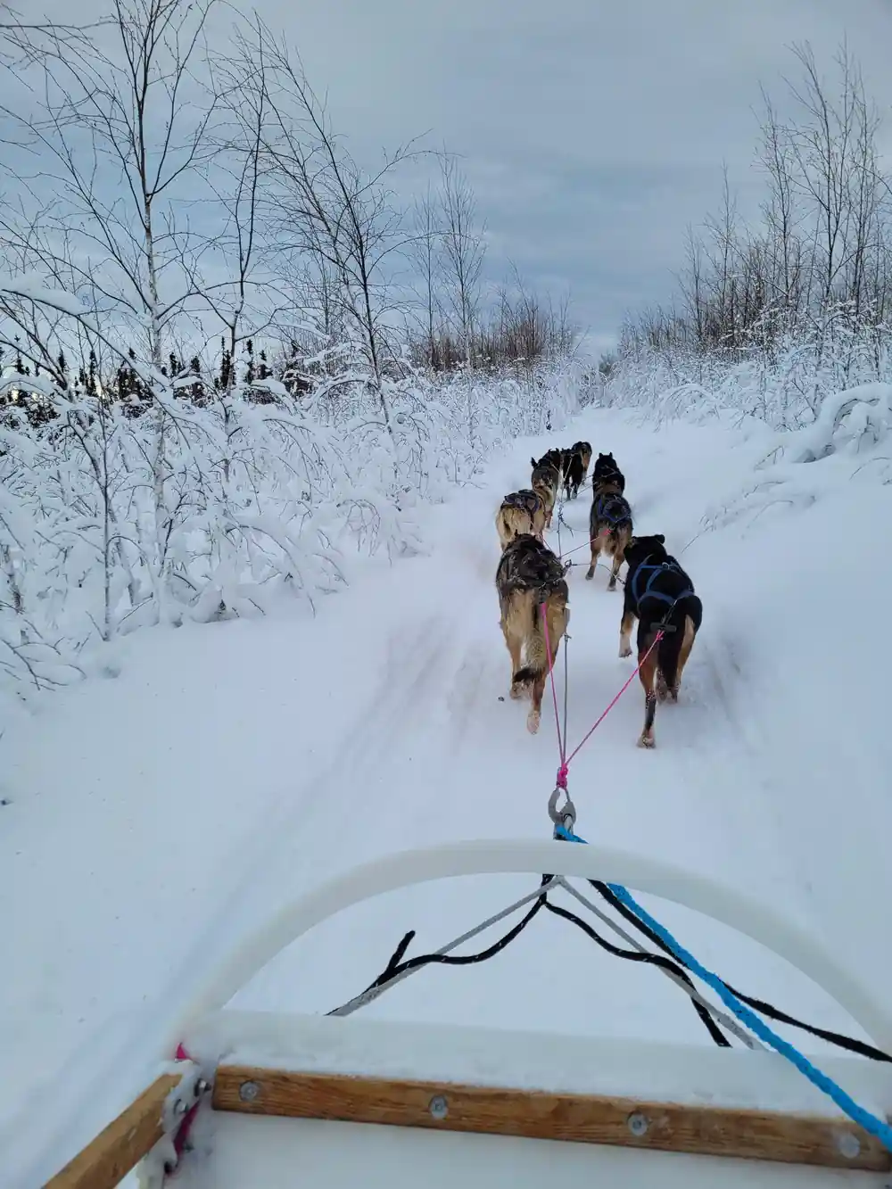 View from the sled to the team running down a forest trail