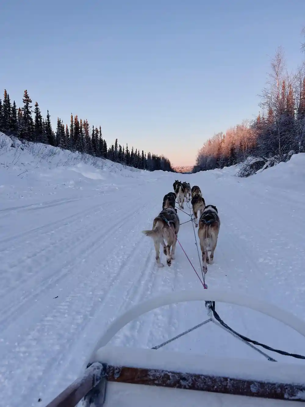 View from the sled with the team running towards a pink dawn sky