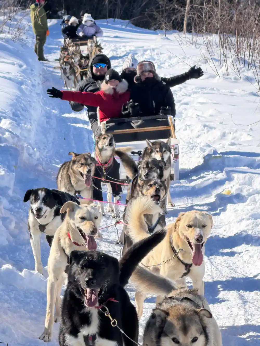Visitors waving from a sled with the team in the foreground