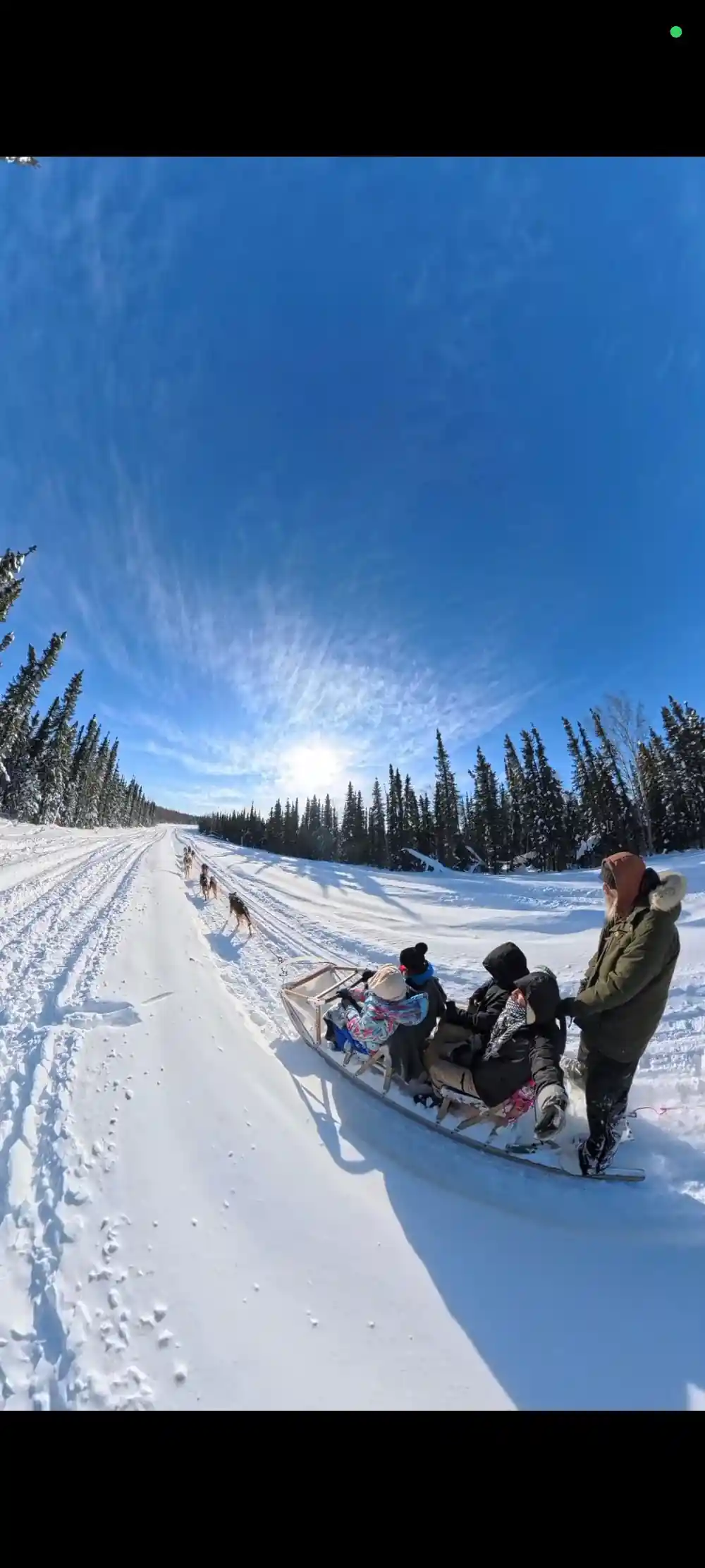 Wide sunlit trail through spruce with a sled and visitors on it